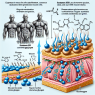 Sustanon 250 et son effet sur la glycogénose dans les muscles